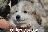Gillan Sautor from Pyrlandia