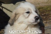 Garron Arriou from Pyrlandia
