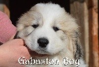 Gabaston Boy from Pyrlandia