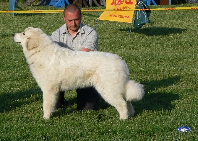 From Pyrlandia - 17.5.2015 - CLUB SHOW of FRPK - Hongrie